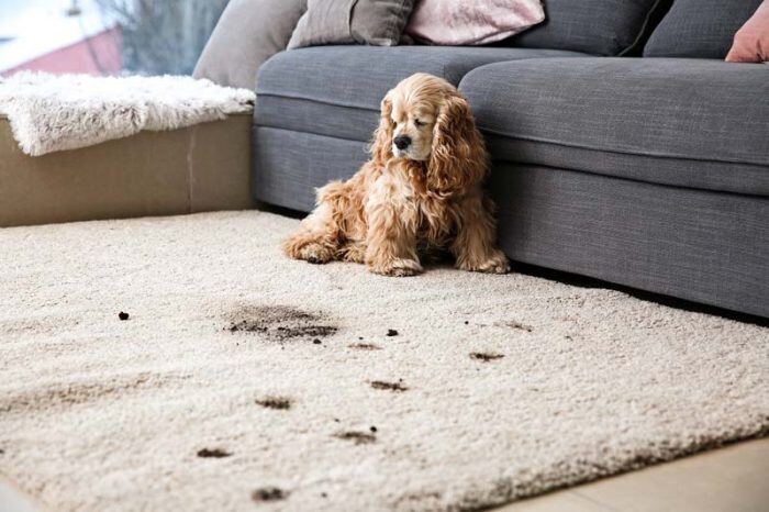 dirty rug
